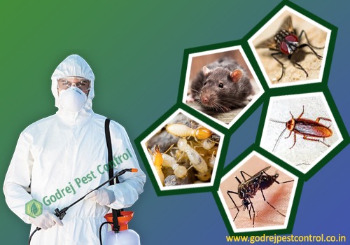 Pest Control Gurgaon